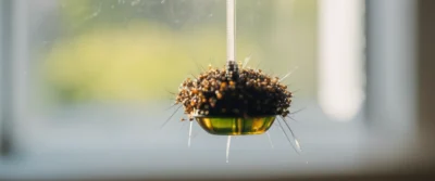 Comment choisir et optimiser une colle à mouche pour capturer efficacement