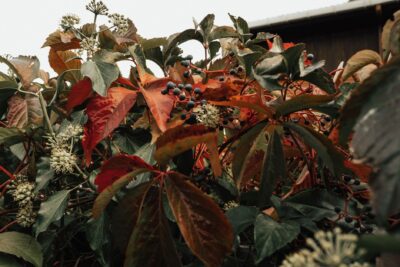 Que faire au jardin en octobre 2026 : le retour de la pluie après un septembre historiquement sec